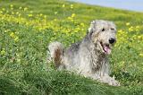 IRISH WOLFHOUND 215